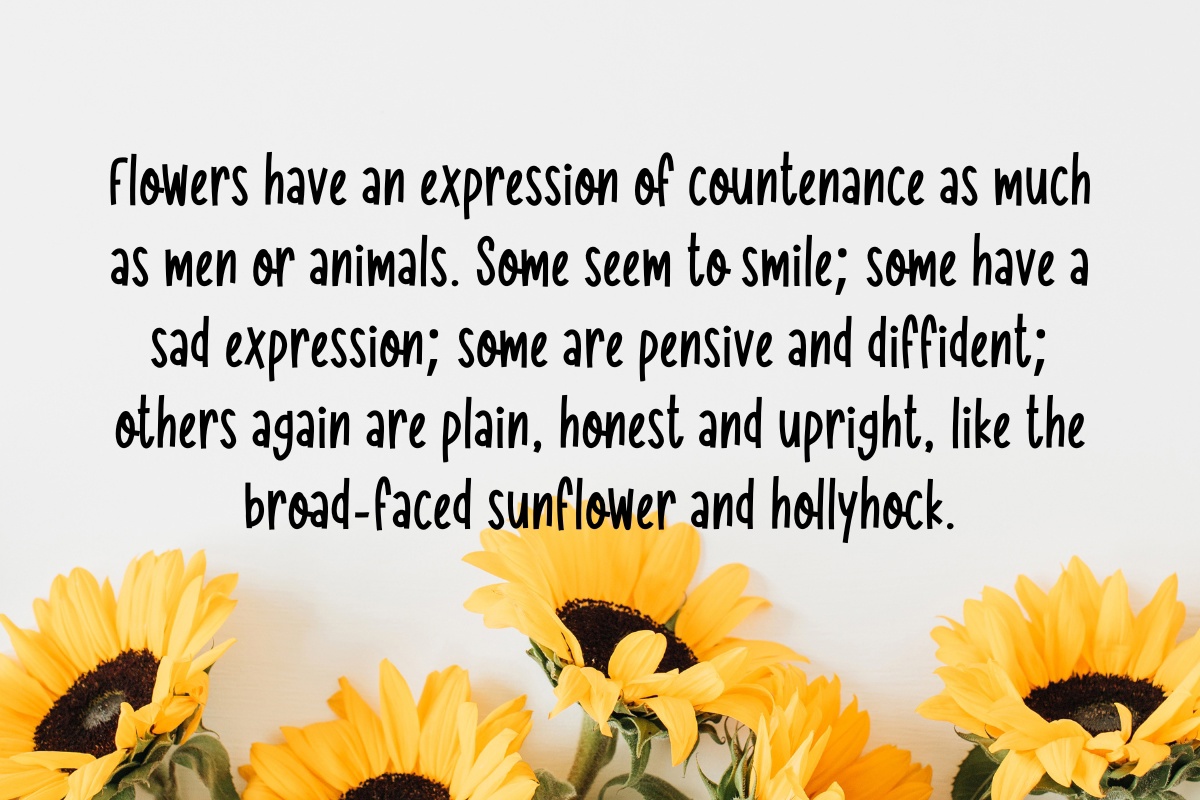 Morning Sunflower